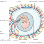 estructura saco amniotico corion amnios